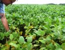 Aprosoja orienta produtores a eliminar soja guaxa e evitar prejuízos com a ferrugem asiática